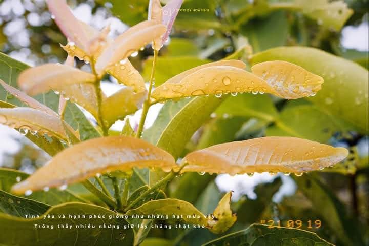 📸: Dương Hòa Nhu