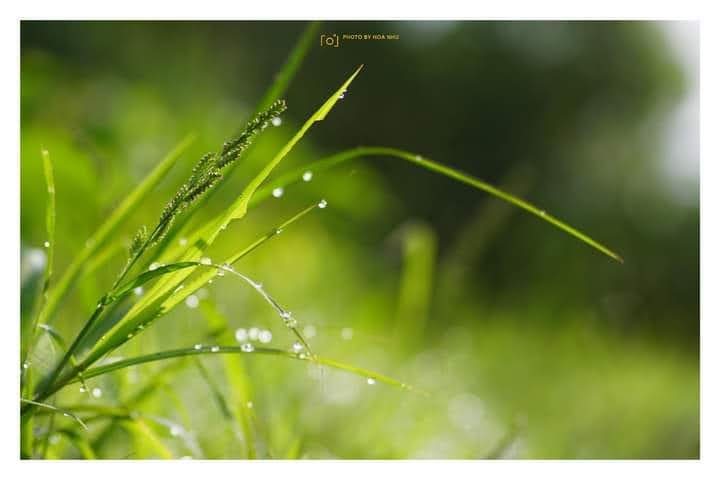 📸: Dương Hòa Nhu