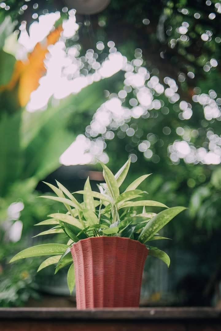 📸: Hồ Duy Đăng