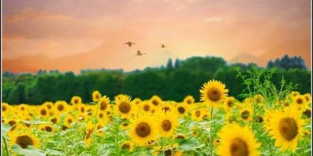 📸: Phước Thịnh