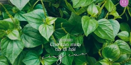 Thiết kế: Hồng Nhật 