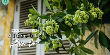 Thiết kế: Hồng Nhật - Ảnh: Sưu tầm